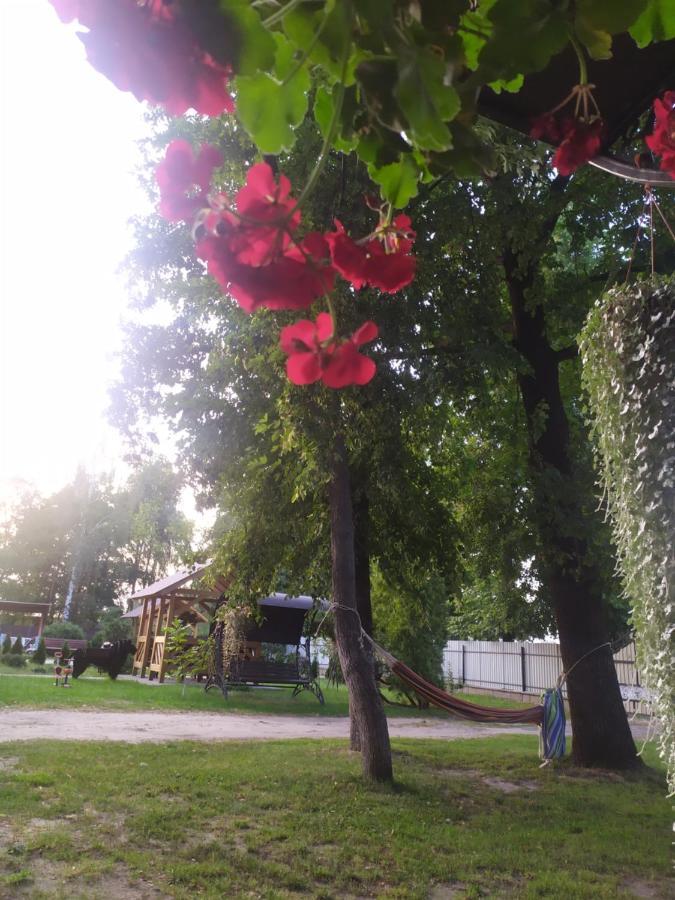 Чорний Лелека سفيتياز المظهر الخارجي الصورة